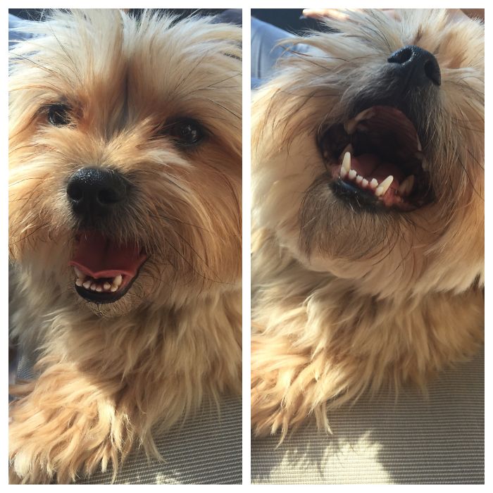 Throwing His Head Back In Laughter