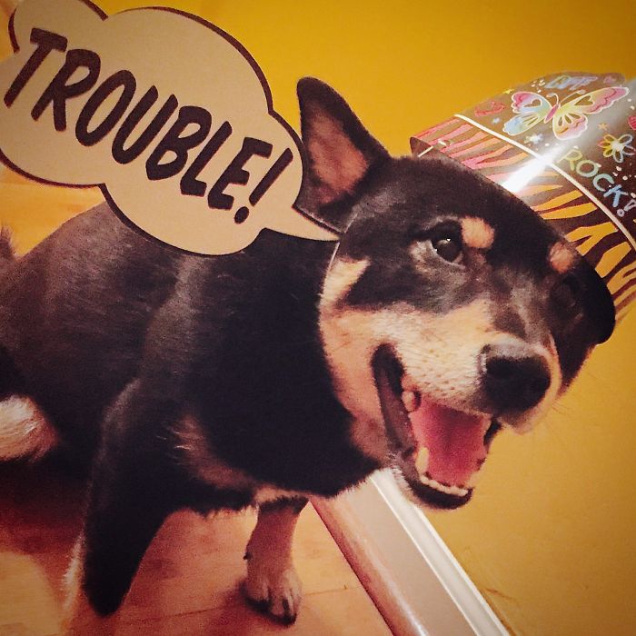 Happy Birthday Shiba