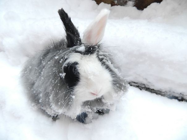 Cute bunny sitting in the snow, covered in fluffy fur and snowflakes.
