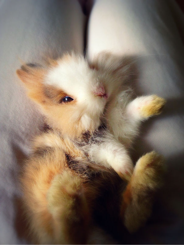 Cute bunny lying on its back, surrounded by soft fabric, showcasing its fluffy fur and adorable expression.