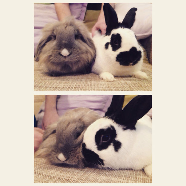 Two adorable bunnies snuggling on a soft surface, showcasing fluffy fur and spotted ears.