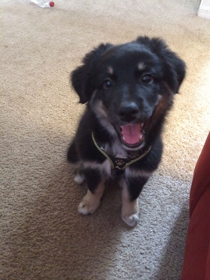 Jack's Daily Happy Dog Smile.