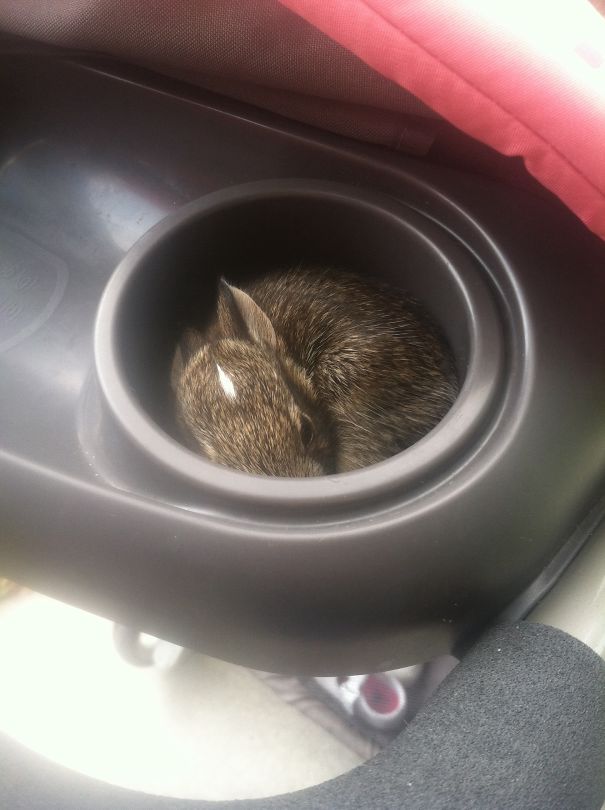 A cute bunny nestled in a car cup holder, highlighting its small size and cuteness.
