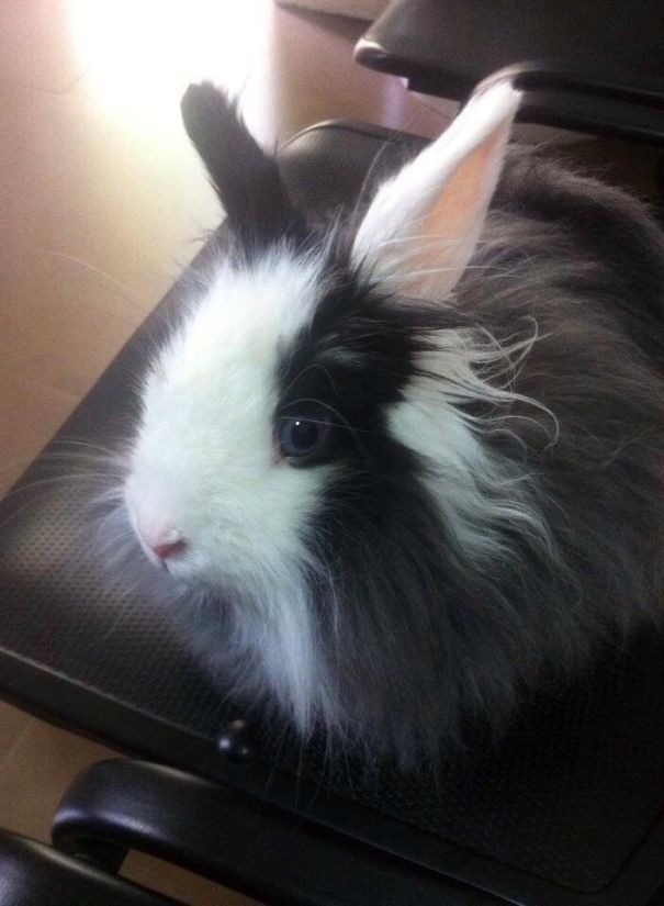 A fluffy black and white bunny with one ear upright, sitting on a chair, showcasing its adorable fur and curious expression.