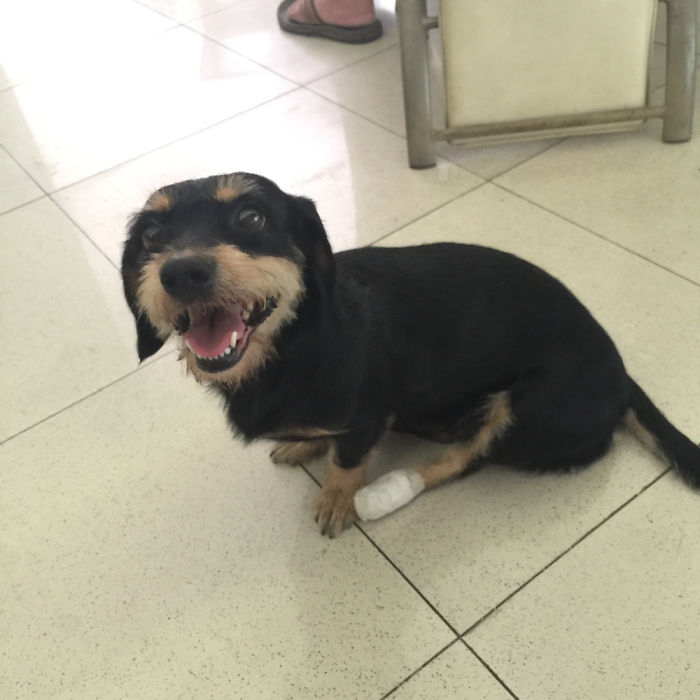 After We Got Her Paw All Bandaged Up