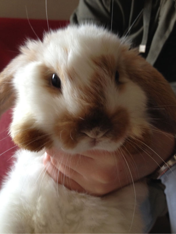 A fluffy, adorable bunny with soft, brown ears being gently held.