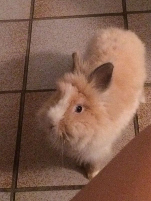 Fluffy cute bunny standing on a tiled floor, looking up with a gentle expression.