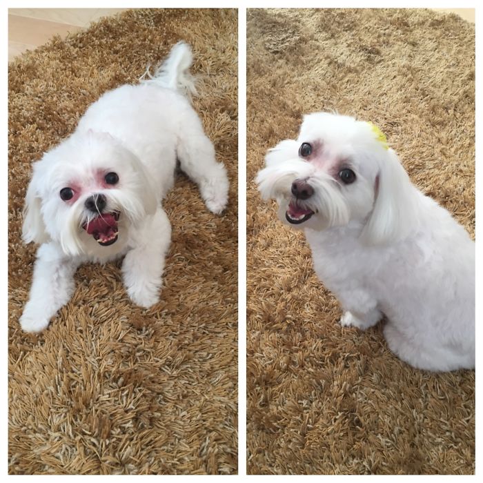 Happy Post-groom Pups!