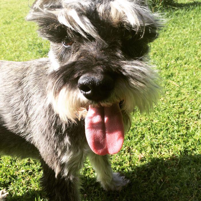 This Is Roberto, He Loves Sunny Afternoons.