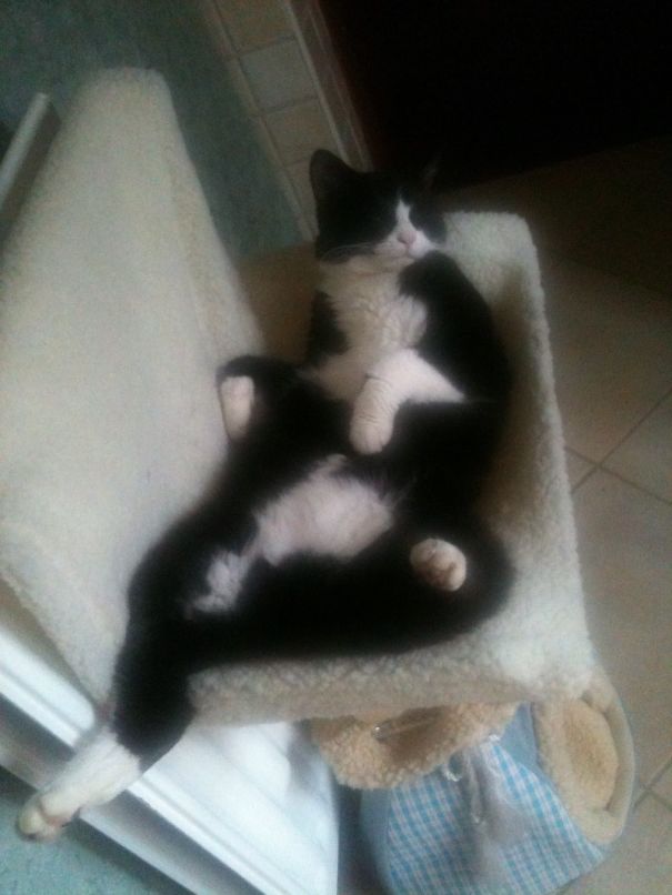 What Do You Mean This Isn't A Classy Pose?! Stoopy Human