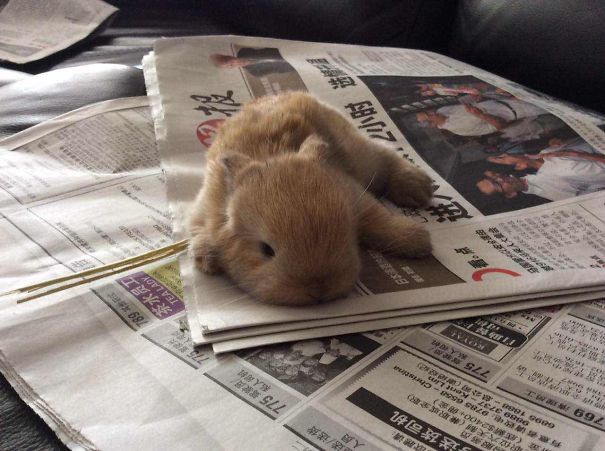 Cute bunny resting on newspapers, showcasing its soft fur and adorable ears.