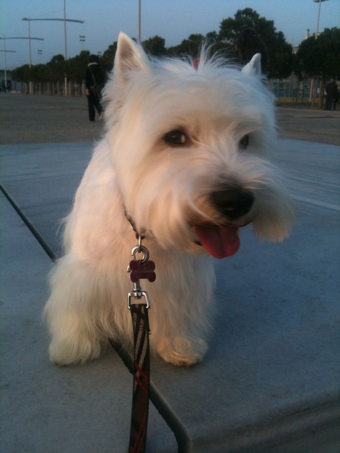 Happy Chico Alborada Tarantino