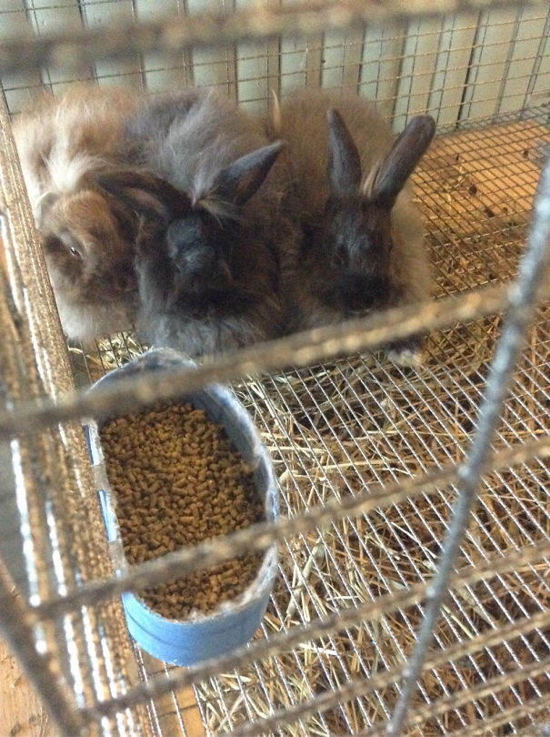 Three cute bunnies cuddling in a cage near a bowl of pellets.