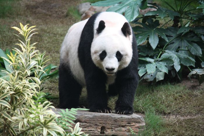 An Actual Panda