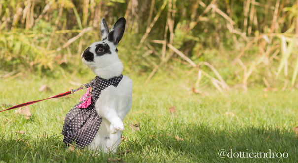 A cute bunny in a polka dot outfit stands on grass in a sunny garden.