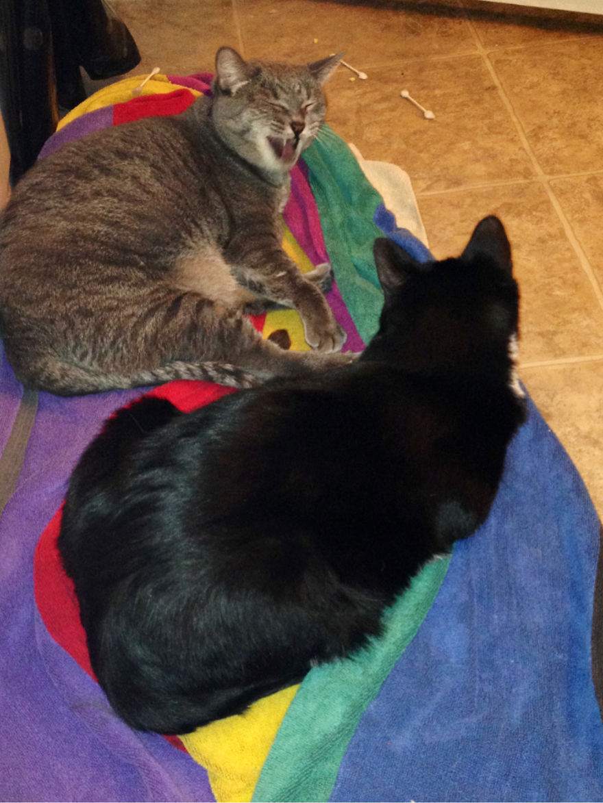 Telling A Hilarious Joke Only Cats Understand.