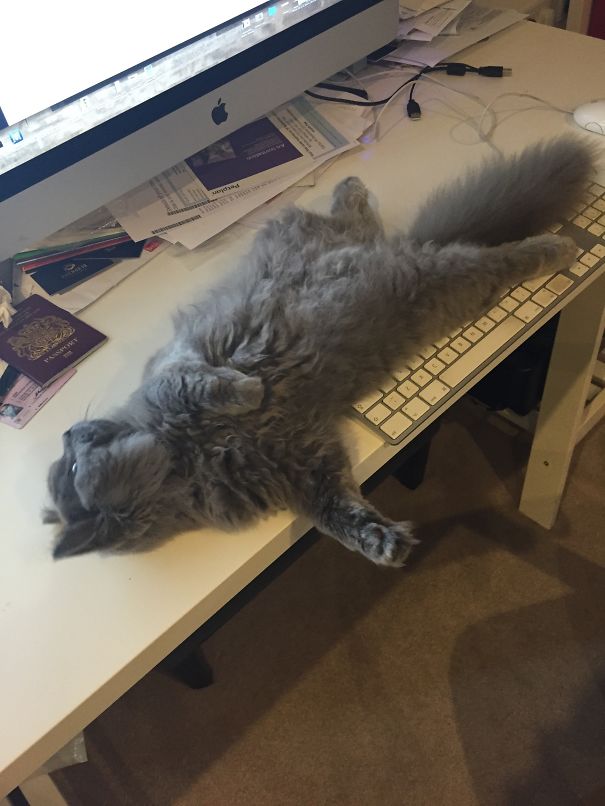 How Dare My Owner Work And Not Give Me Attention!