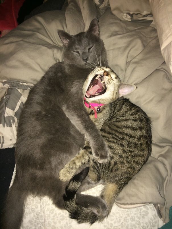 I'm Trying To Sleeeeeep!!!