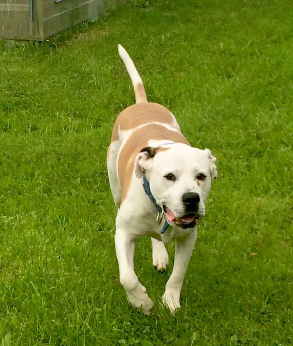 Winnie, Our Rescued Amstaff/ambull Mix, The Bullstaff
