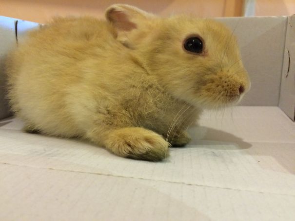 A fluffy bunny sitting in a cardboard box, showcasing its cute features and soft fur.