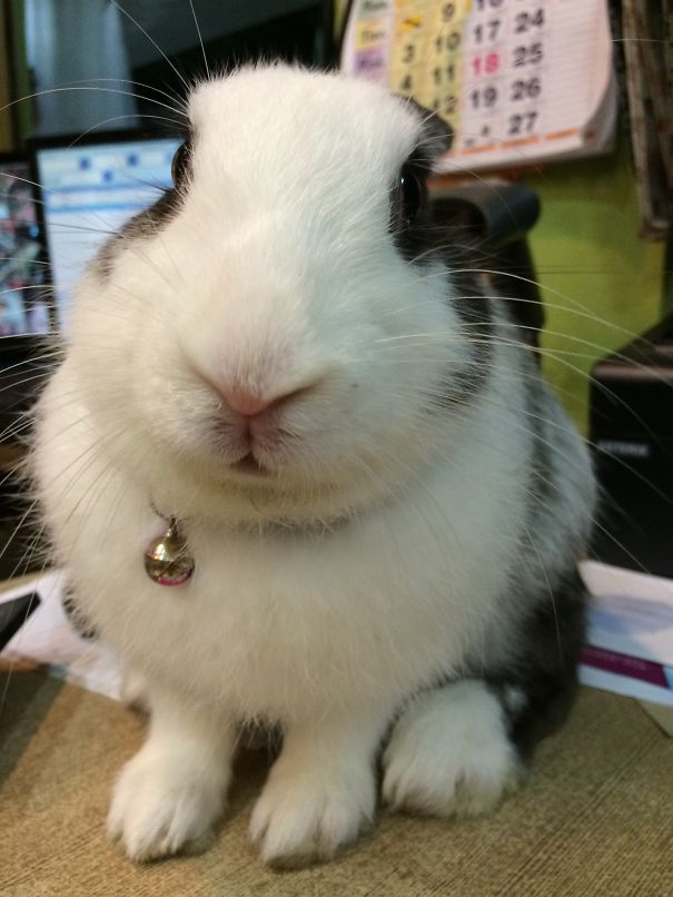 Cute bunny with a fluffy face and a bell collar sitting indoors, showcasing adorable charm.