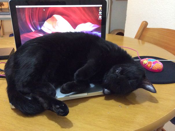 Why Do You Need To Work While I'm In My Cozy Bed?