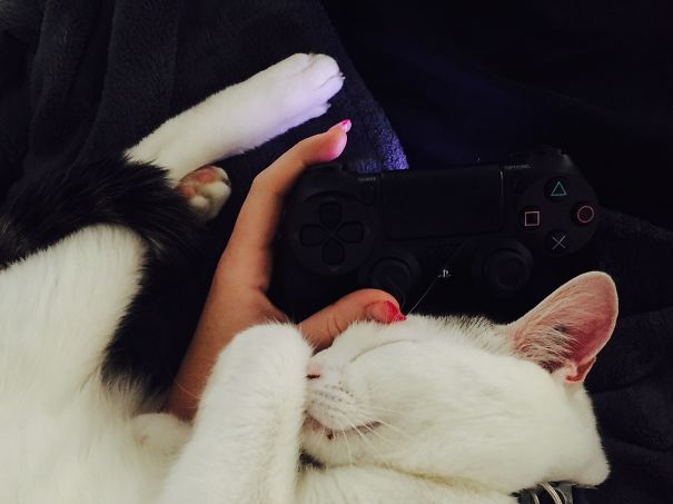 Enough Gaming. I Want Cuddles