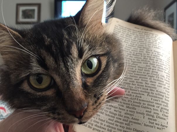 Whatcha Readin'?