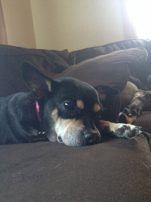 A Chug ( Chihuahua Pug Mix)