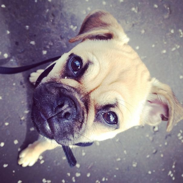 Luna The Chihuahua Pug