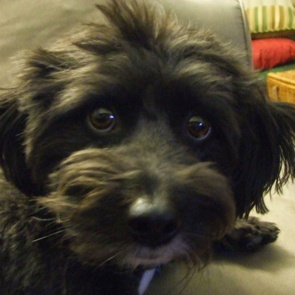 Bear (aka Muppet Dog) - Schnoodle Schnauzer/poodle Mix