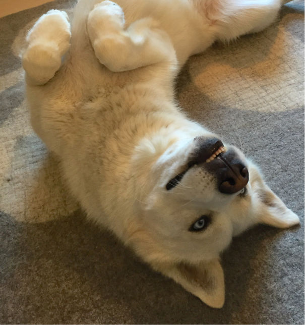 Huskita (husky + Akita) Our Sweet Sammy!