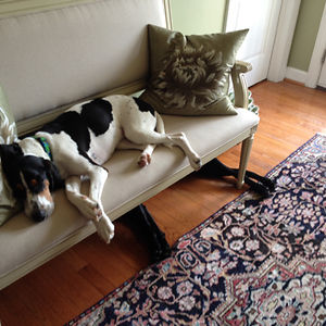 enchantwolves avatar