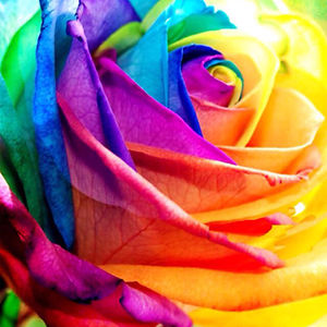 amieleblanc_1 avatar