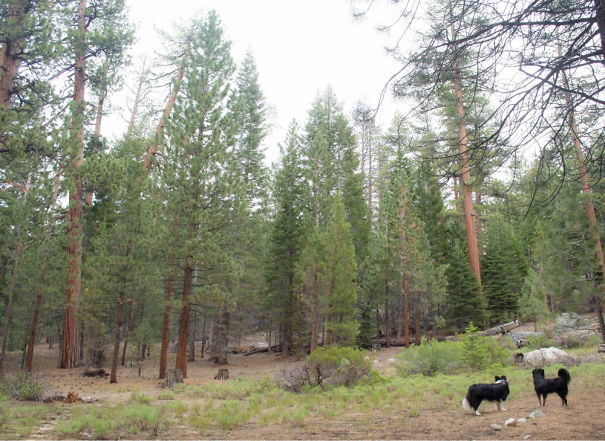 Mochi And Azuki On The Lookout For Bears, Squirrels And Chipmunks.