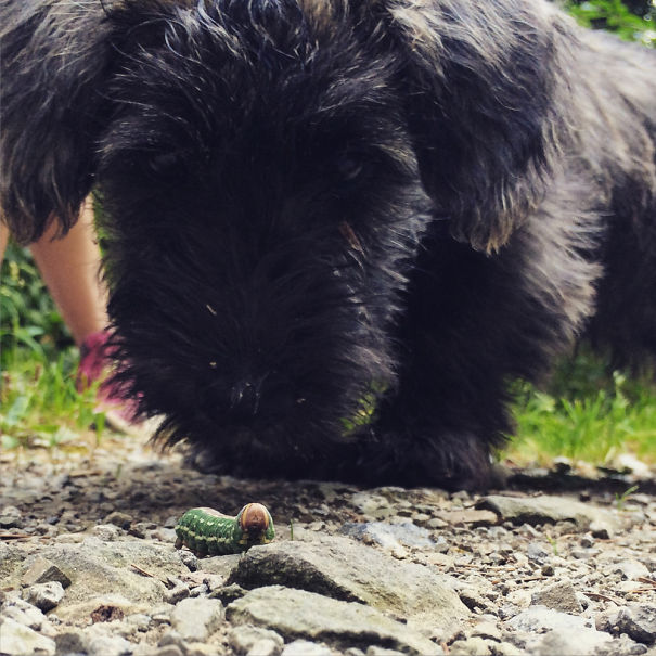 Hiking W Totoro The Dog
