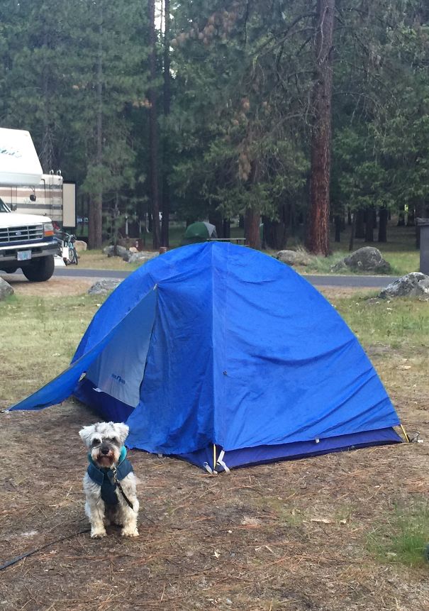 Camping With Charlie