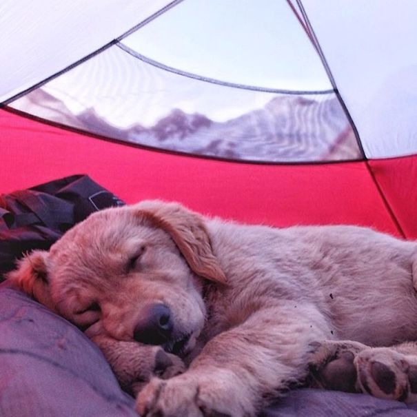 Baby Rainier At Baker