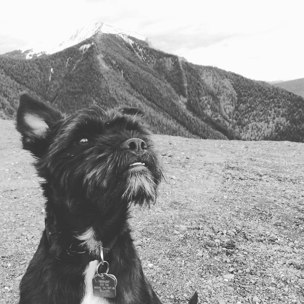 Angus, Camping In Golden B.c.