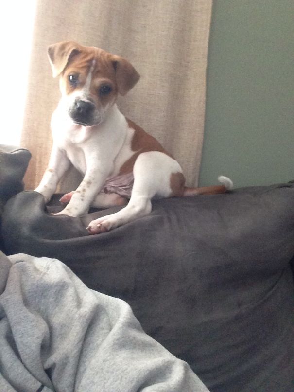 Ori Pei (shar Pei + Pug)