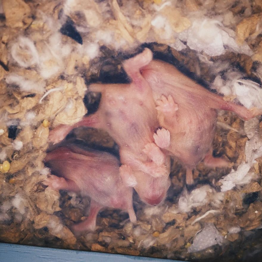 Aspen Harley And Quinn