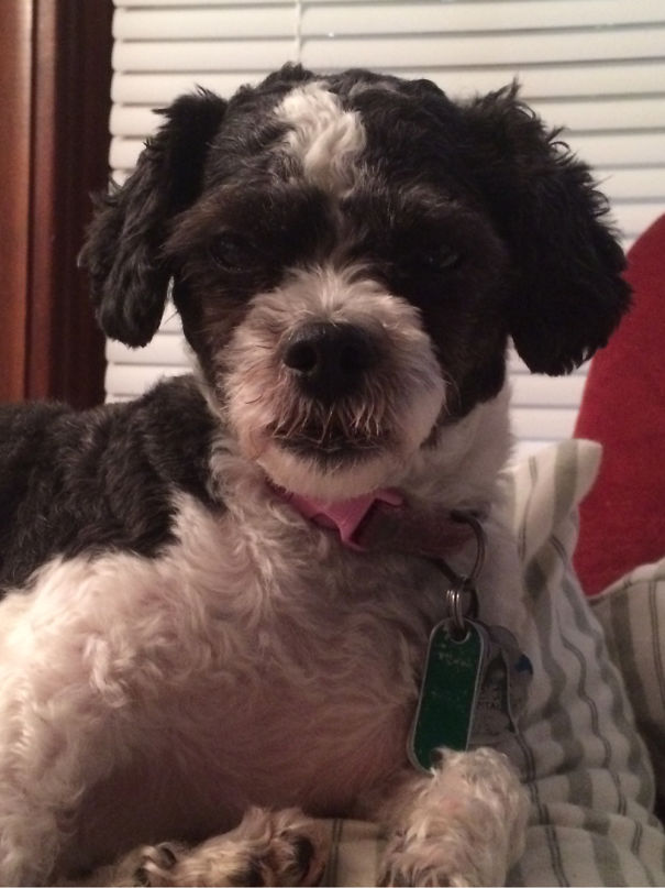 Shichon- Bichon/ Shih Tzu Mix.