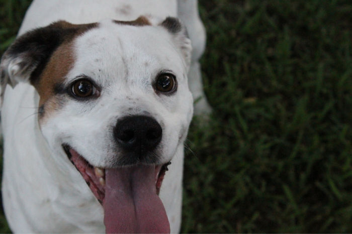 My Dog Is Always Happy To Play!