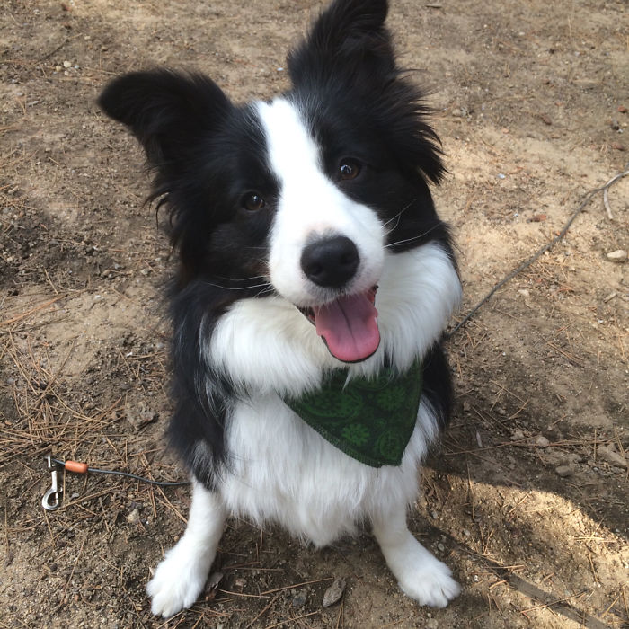 Mochi From @thatdogwaffles Pose After A Nice Stroll Through The Forest.