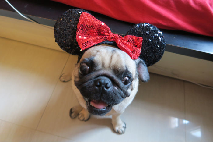 Cute Lil Alfie , So Happy Pretending To Be Minnie:)