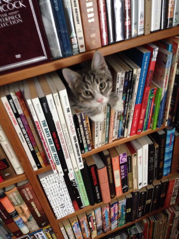 I Likes To Read Before Sleeping.