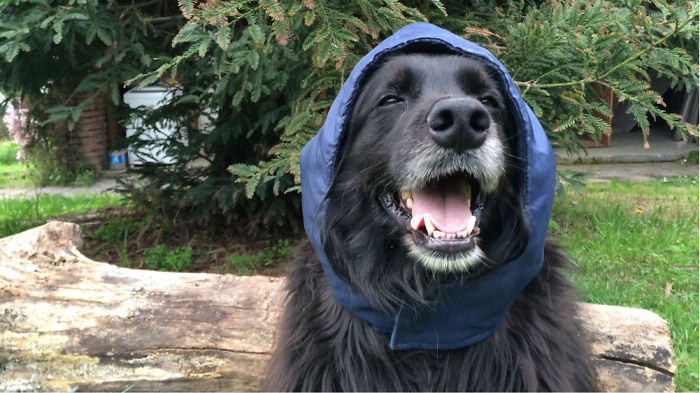 My Little Dog! Cholo :3