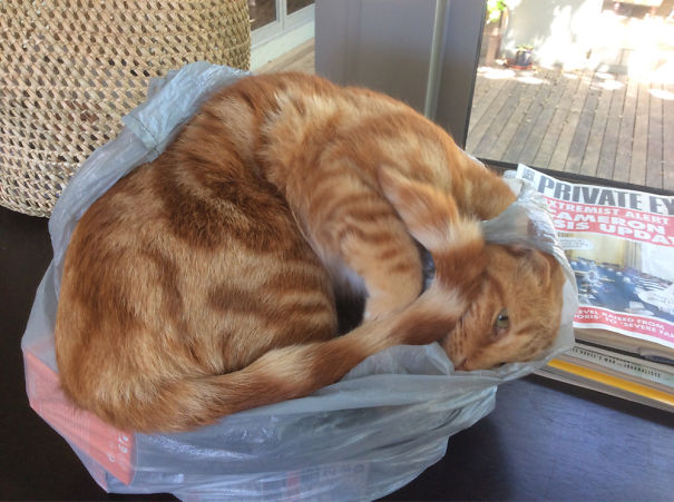 Spare Light Bulbs In A Bag,a Much Better Bed!