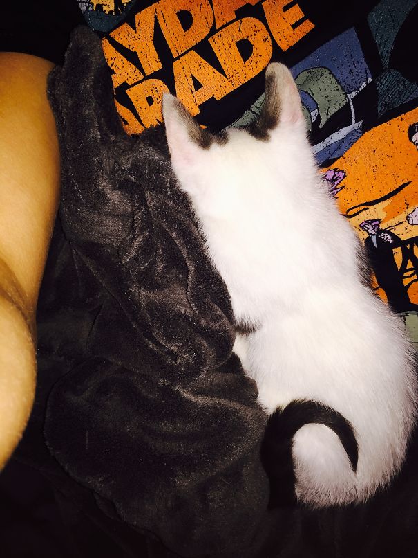 When Life As A Cat, Is Too Hard.