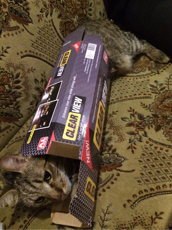 This Is Boxing Day - Best Day Ever